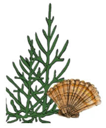 Image of a beige shell next to sprigs of Samphire