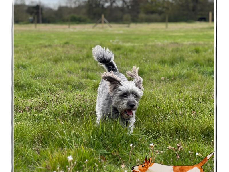 Image of a small grey dog running across a field. It is framed by a sketch line and overlaid with a hand drawn image of a ginger and white dog