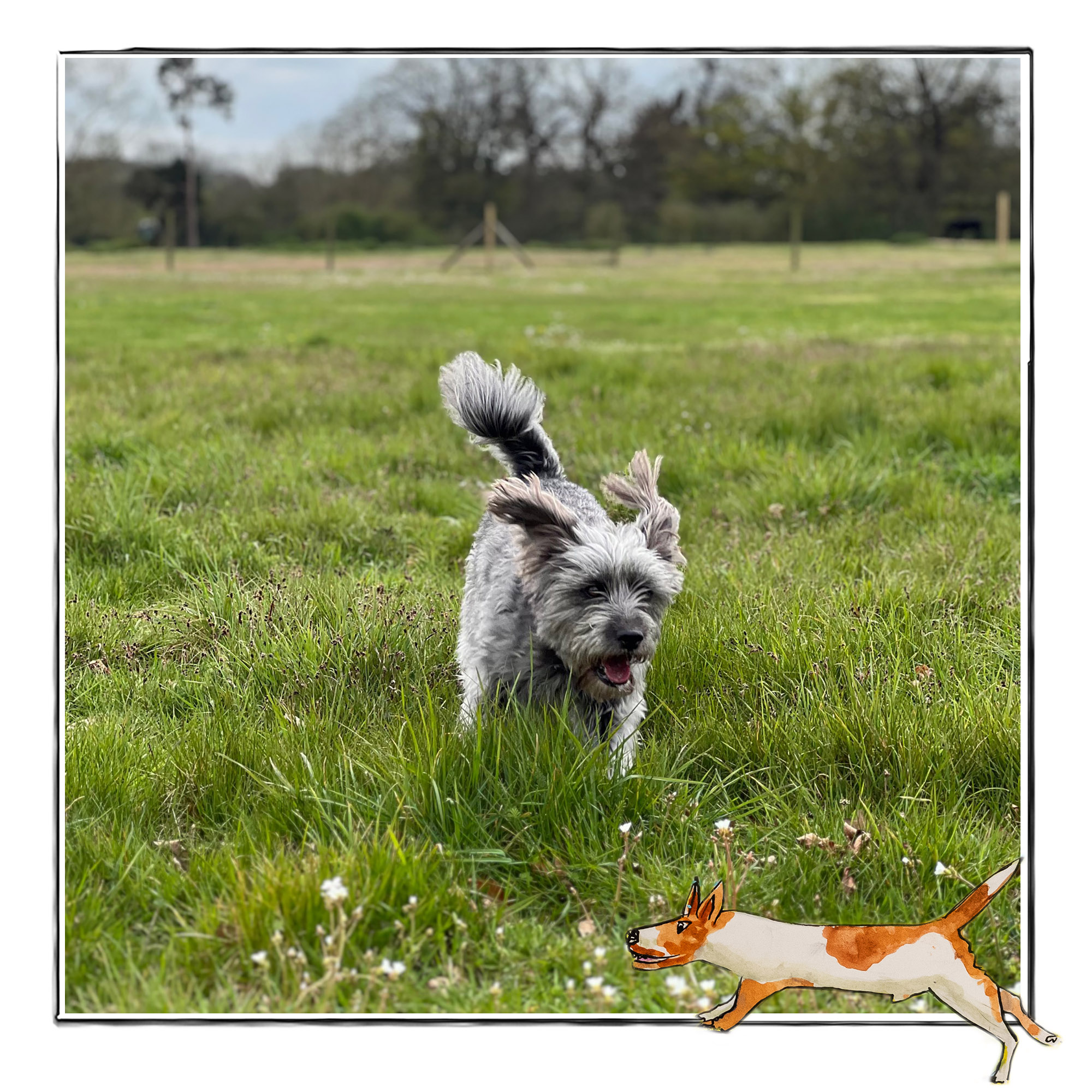 Image of a small grey dog running across a field. It is framed by a sketch line and overlaid with a hand drawn image of a ginger and white dog