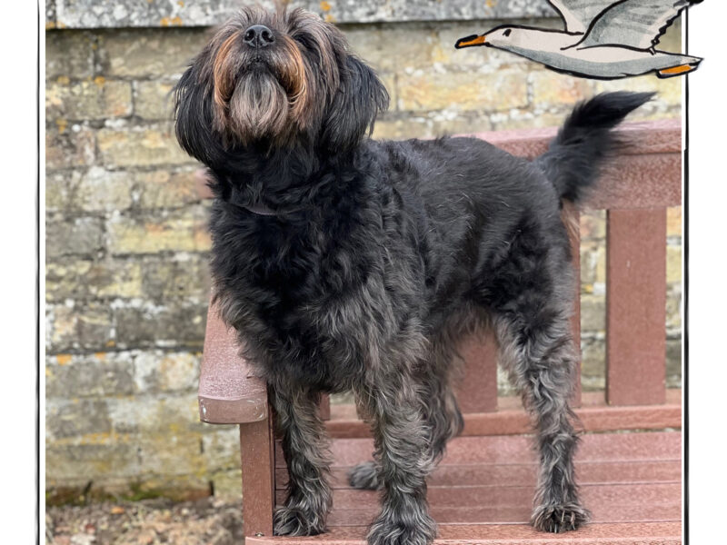Image of a vlack, tan and grey dog standing on a bench. It is framed by a sketch line and overlaid with a hand drawn image of a seagull