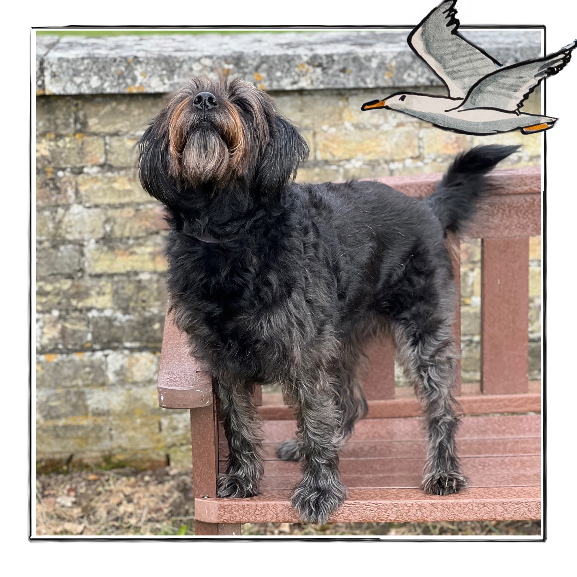 Image of a vlack, tan and grey dog standing on a bench. It is framed by a sketch line and overlaid with a hand drawn image of a seagull