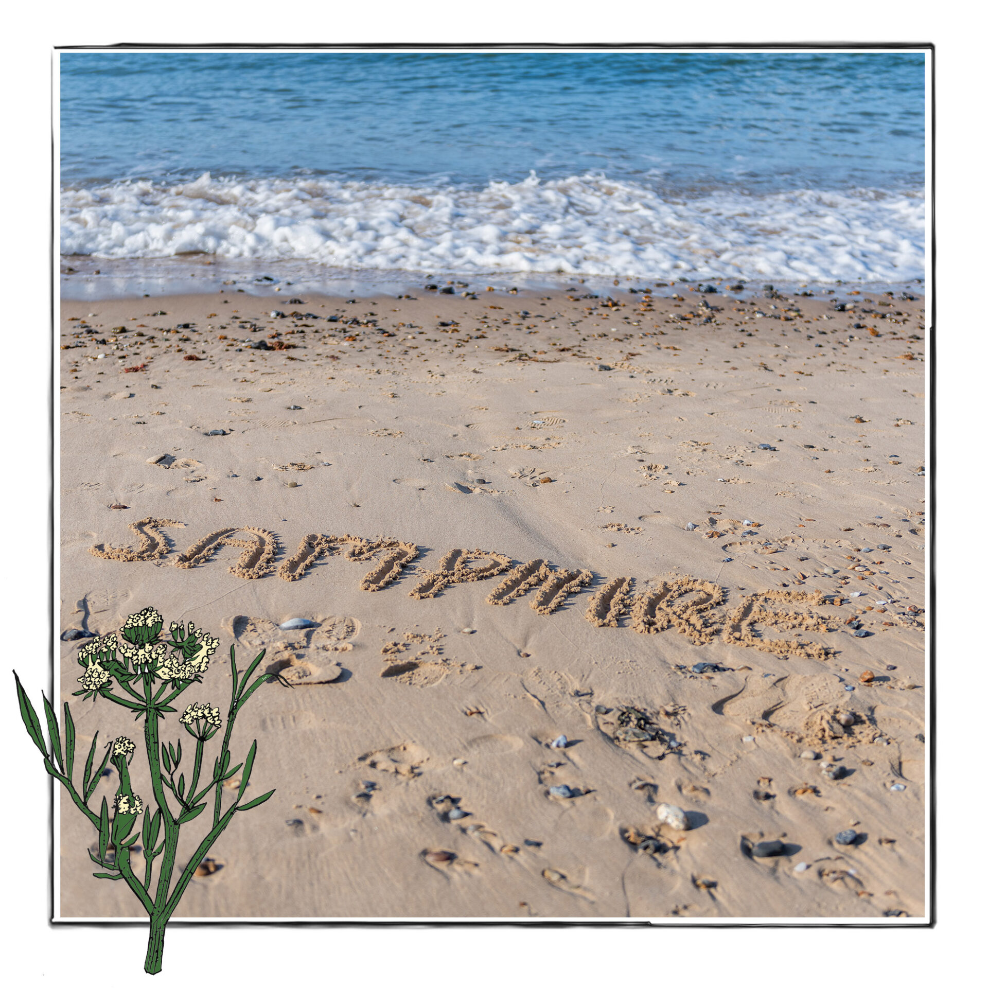Our Values | Samphire Digital