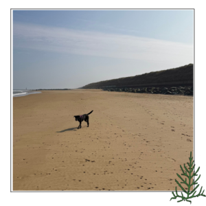 Black Labrador running on sandy beach
