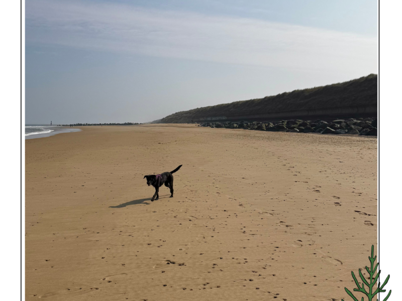Black Labrador running on sandy beach
